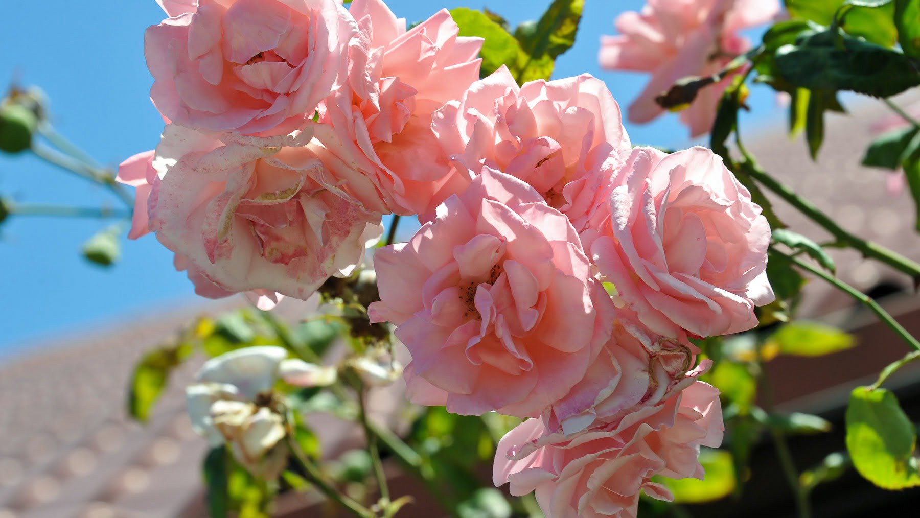 German-Canadian Care Home