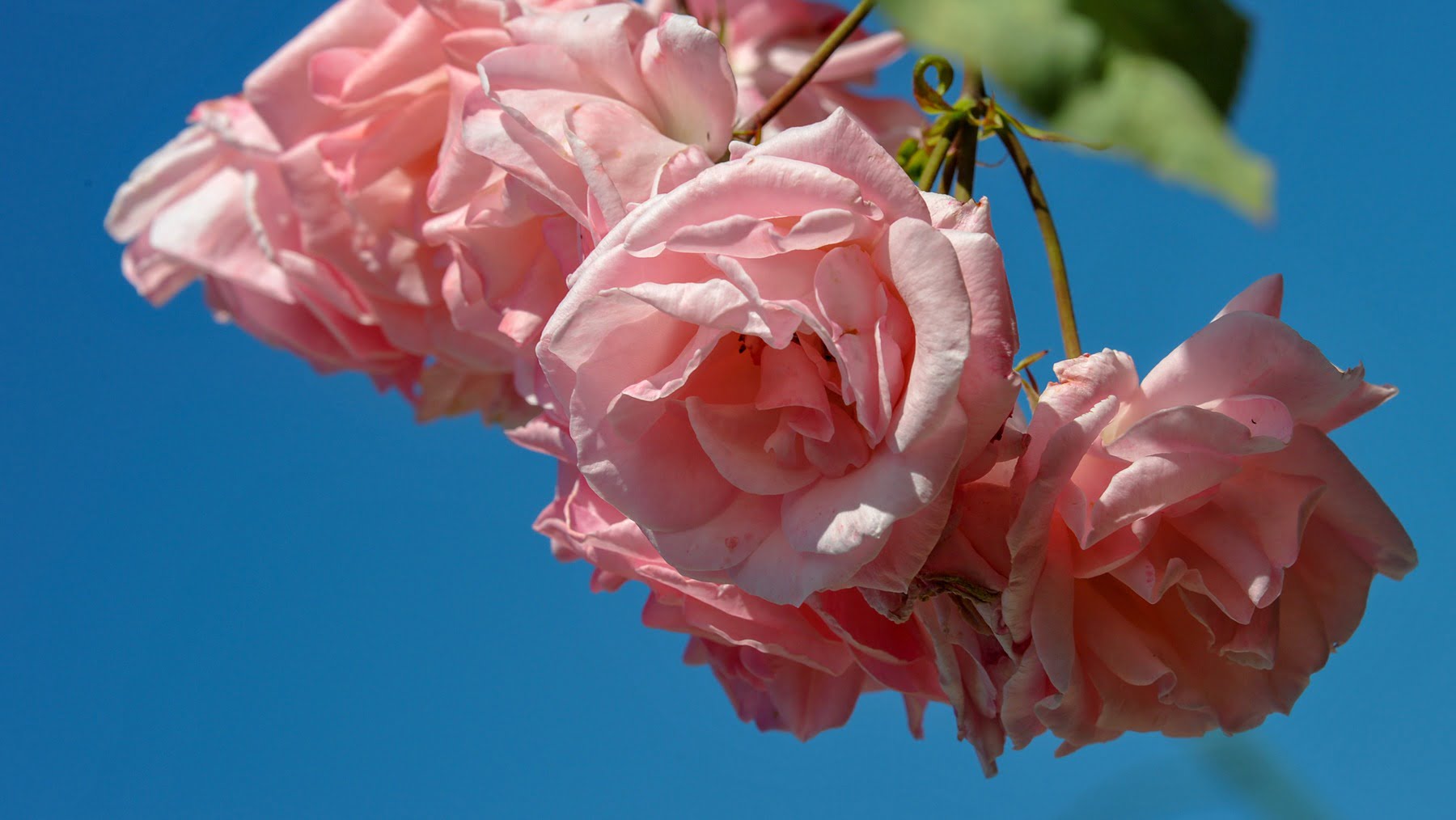 German-Canadian Care Home